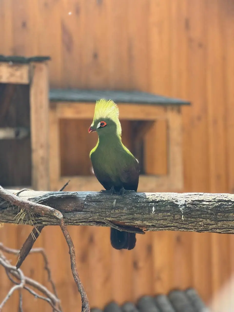 Гвинейский турако под опекой «Ваш инвестор»